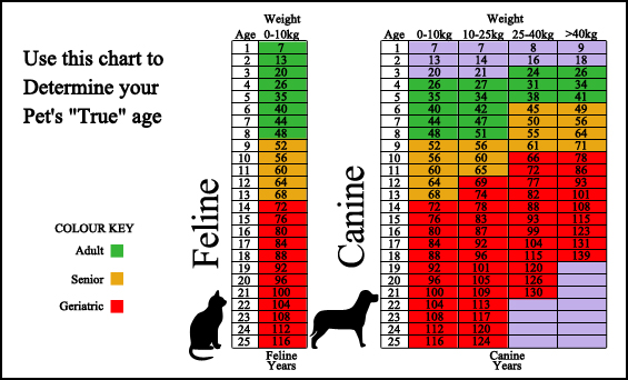 Pet age. Age of Cats Chart. Cat years to Human. Диаграмма возраста собак. Сравнение возраста собаки и человека.