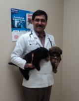 Doctor holding two dogs